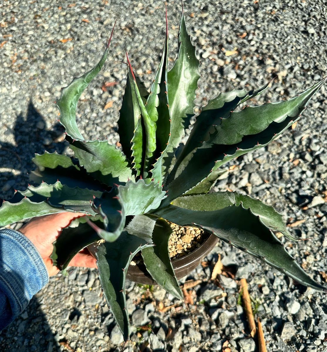 アガベ グリーンゴブレット 斑入り アガベ グリーンゴブレット錦 専用