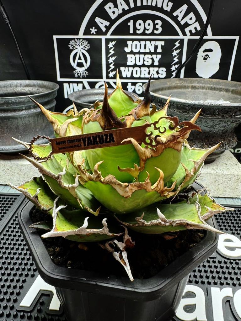 アガベ　子株付き　シーザー　チタノタ 子株付】アガベ・チタノタ シーザー（凱撒）大-008｜agave