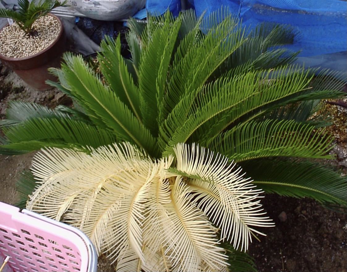 国産斑入りソテツ苗、黄金ソテツ　サイカス 国産斑入りソテツ苗、黄金ソテツ サイカス 国産斑入りソテツ苗、黄金