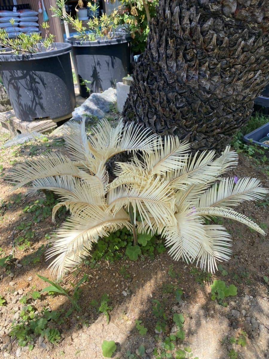 子株付き　斑入　ソテツ ザ・ファームセレクト]ソテツ：斑入りソテツ 7号25-05 の通販 | 園芸ネット