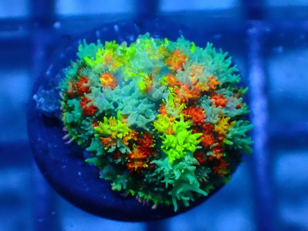 未使用】【AJISAI】＊初出品＊『虹色バウンスマッシュルーム』(Rainbow