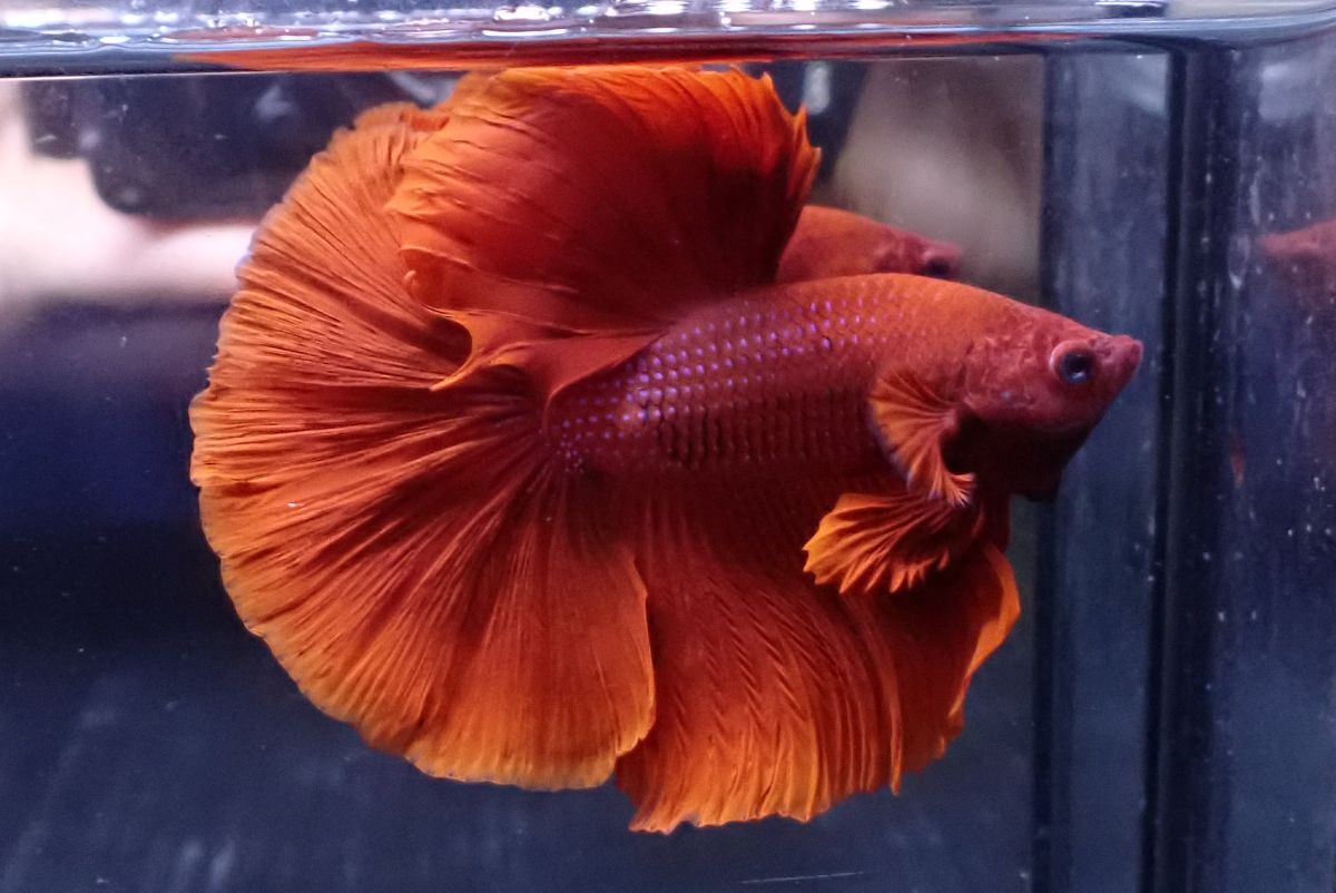 ウルトラベートの予防措置