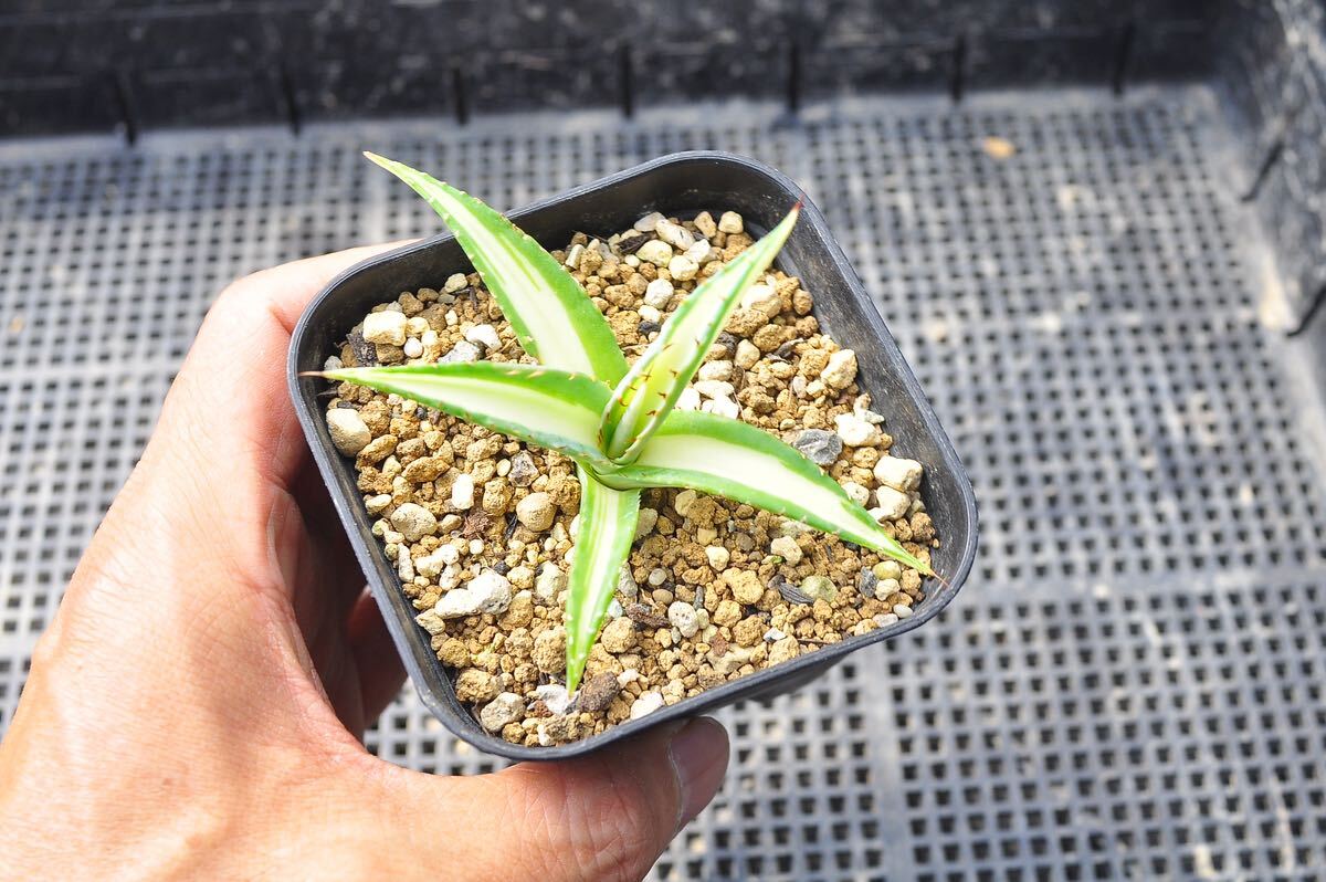 多肉TN　アガベ グイエンゴーラ白中斑