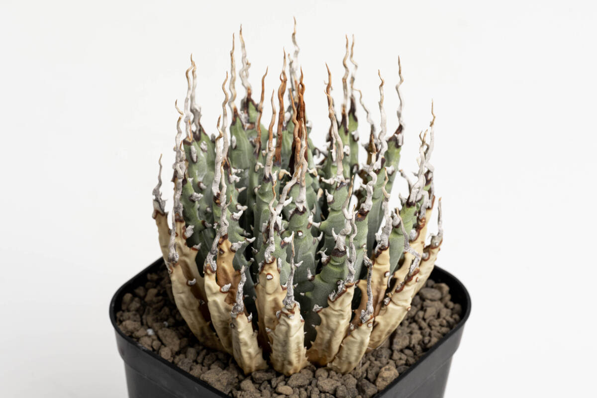 アガベ ユタエンシス エボリスピナ 現地球 現地株 発根済 陽炎 【公式