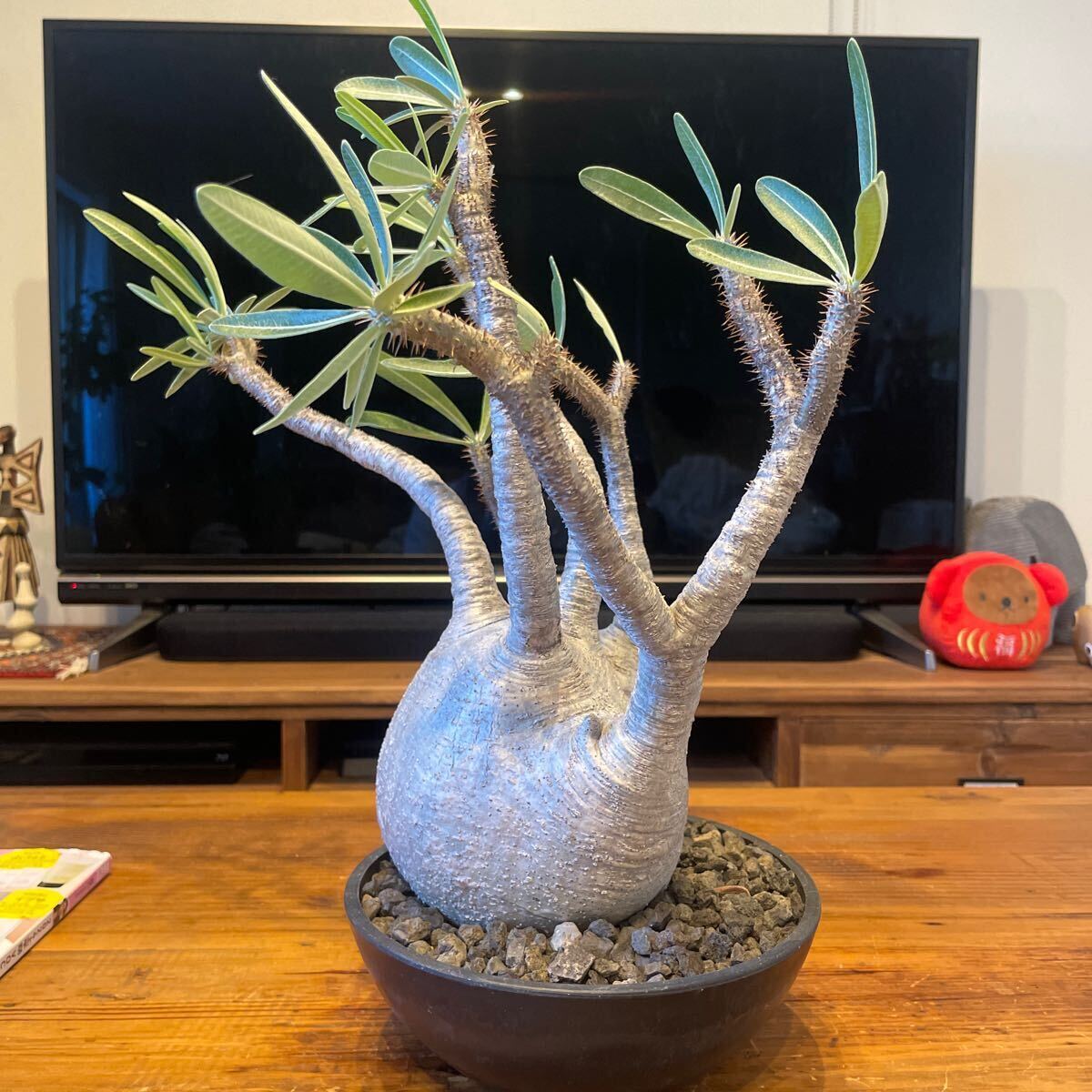 パキポディウム・グラキリス 発根済み鉢付き 現地株② 【公式通販】