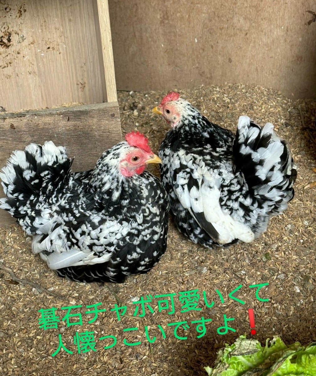 ☆ 桜碁石ちゃぼ 矮鶏 チャボ 有精卵 6個 (^_-)-☆
