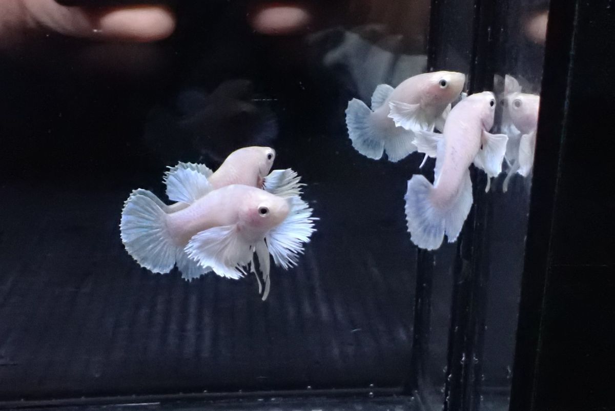 68＜water-flap＞　タイ産　オランダシシガシラ　ショートテール