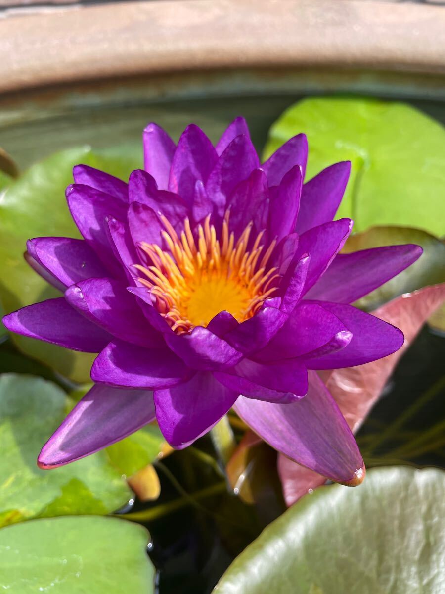 開田屋水園】 HT亜属間交配睡蓮 アウグキー （スイレン） 苗 B