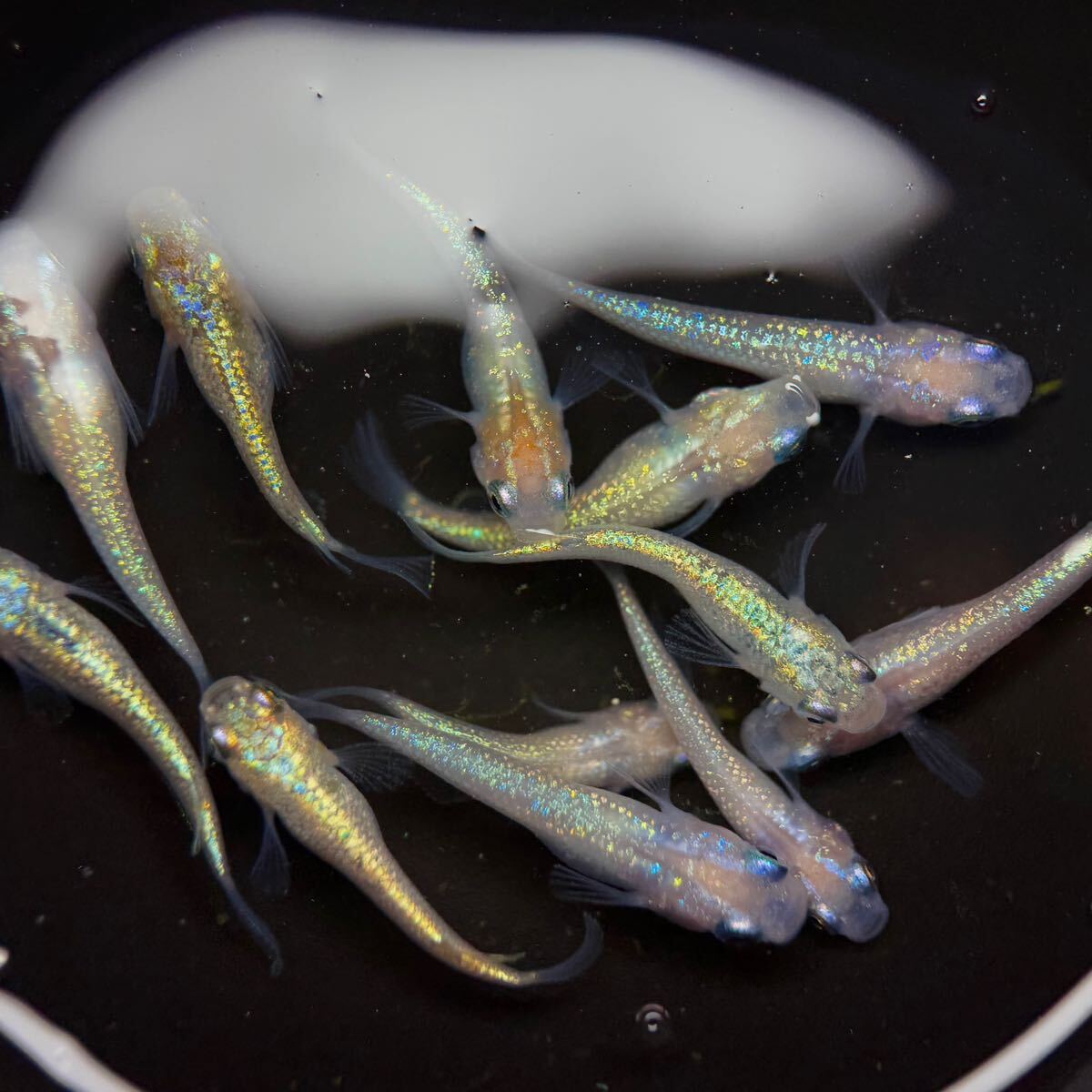 古代オリエントガラス】【古代ローマンガラス】青硝子 棒状 装飾