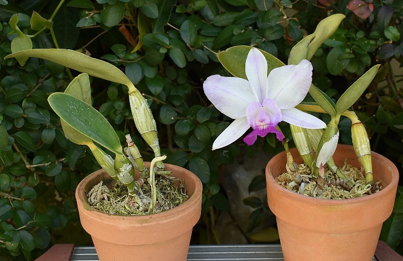 洋蘭 原種 カトレア C.walkeriana flamea 'Izuki' x 'Tokyo N0.1'sib