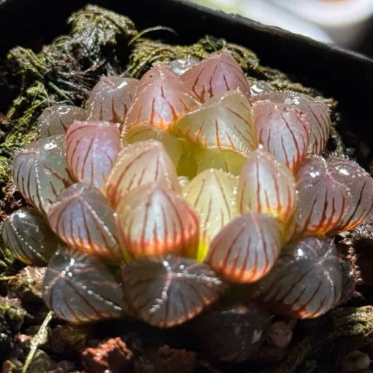 v☆1211 ハオルチア Haworthia picta モンスト 深海の女王
