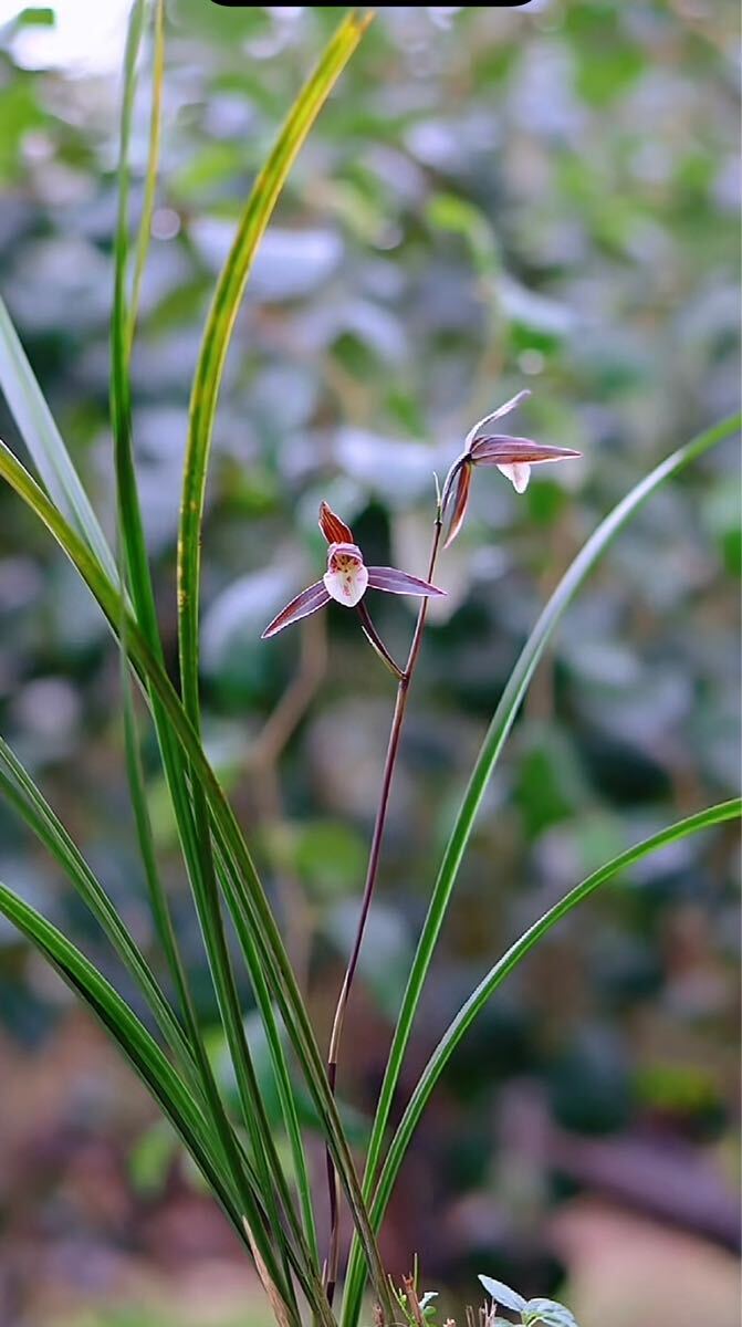 ☆寒蘭「聖代の華」長崎（五島産）寒蘭、濃い紅紫色の平肩咲き大輪花☆春蘭