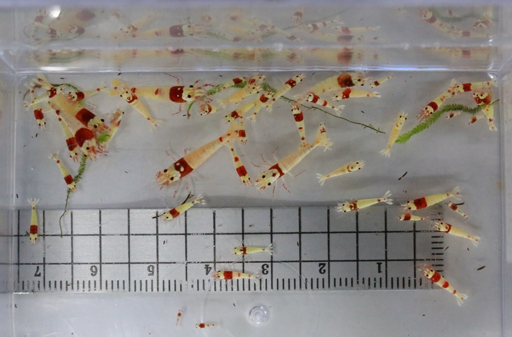 87地ブリ【石まろ】⑥レッドビーシュリンプ 20匹日の丸 モスラ 他 87地ブリ石まろ② レッドビーシュリンプ20匹 バンド 日の丸