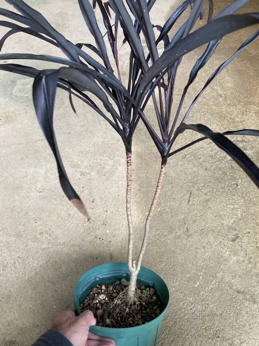 傷や汚れあり】コルジリネ ブラックスパイダー Cordyline fruticosa