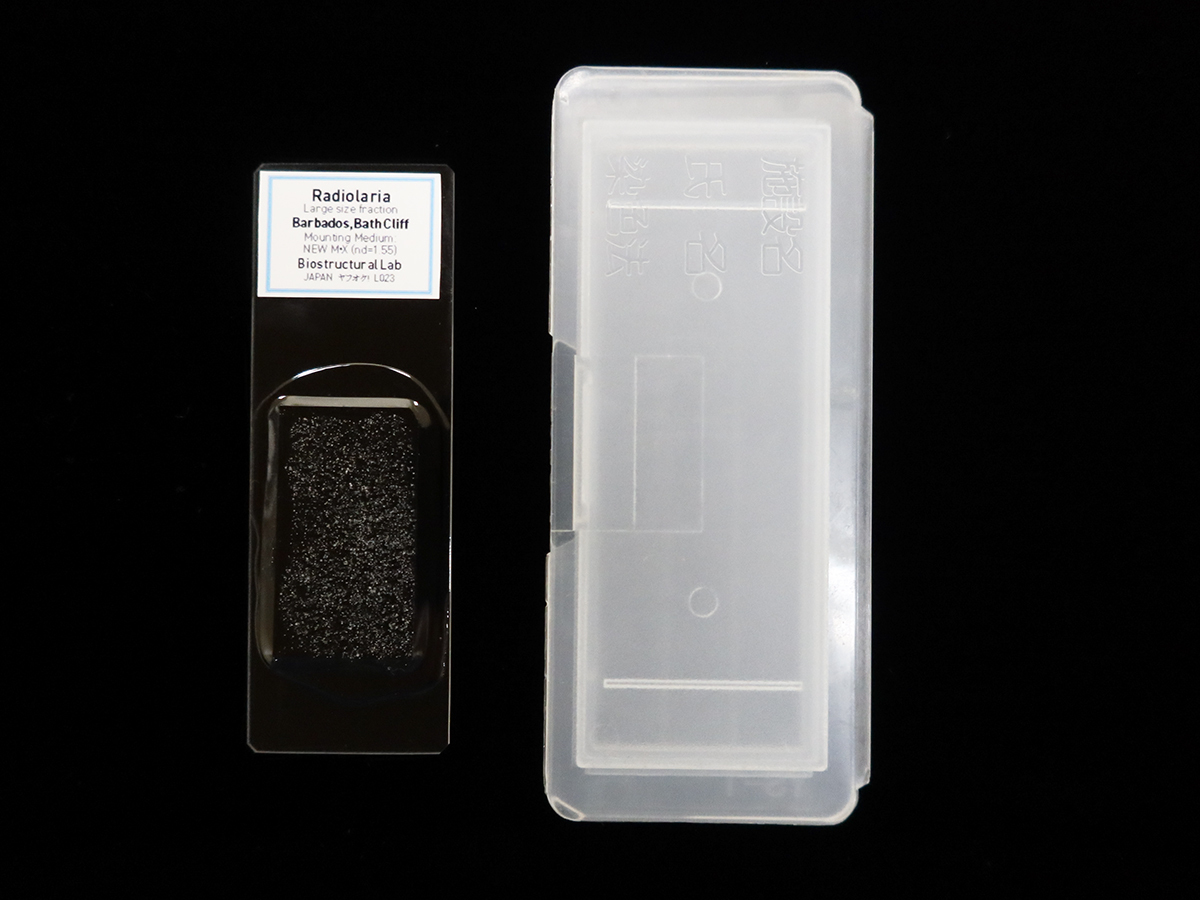 放散虫プレパラート バルバドス産 微化石 顕微鏡標本スライド