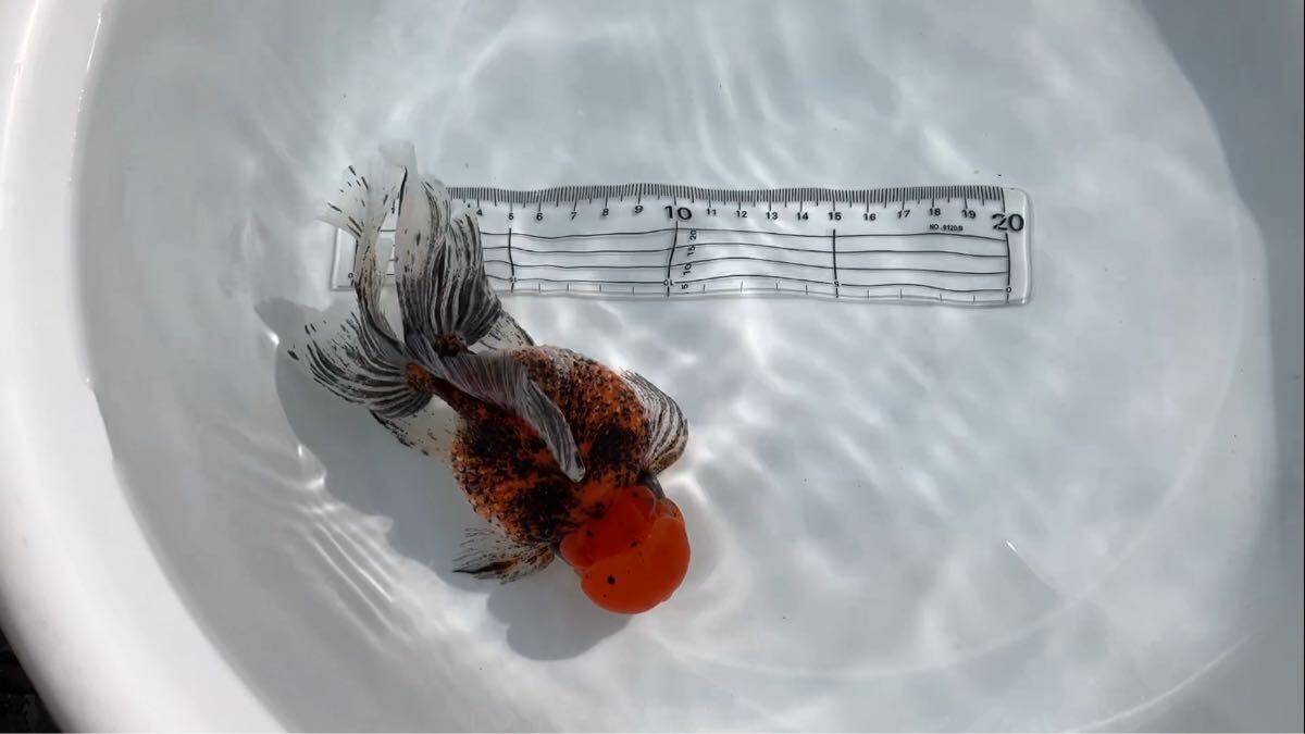 特選金魚●埼玉産志村氏作●特大！キャリコ三ツ尾和金♂♀１ペア０２●約１３センチ！●二歳 特選金魚○埼玉産志村氏作○特大！キャリコ三ツ尾和金