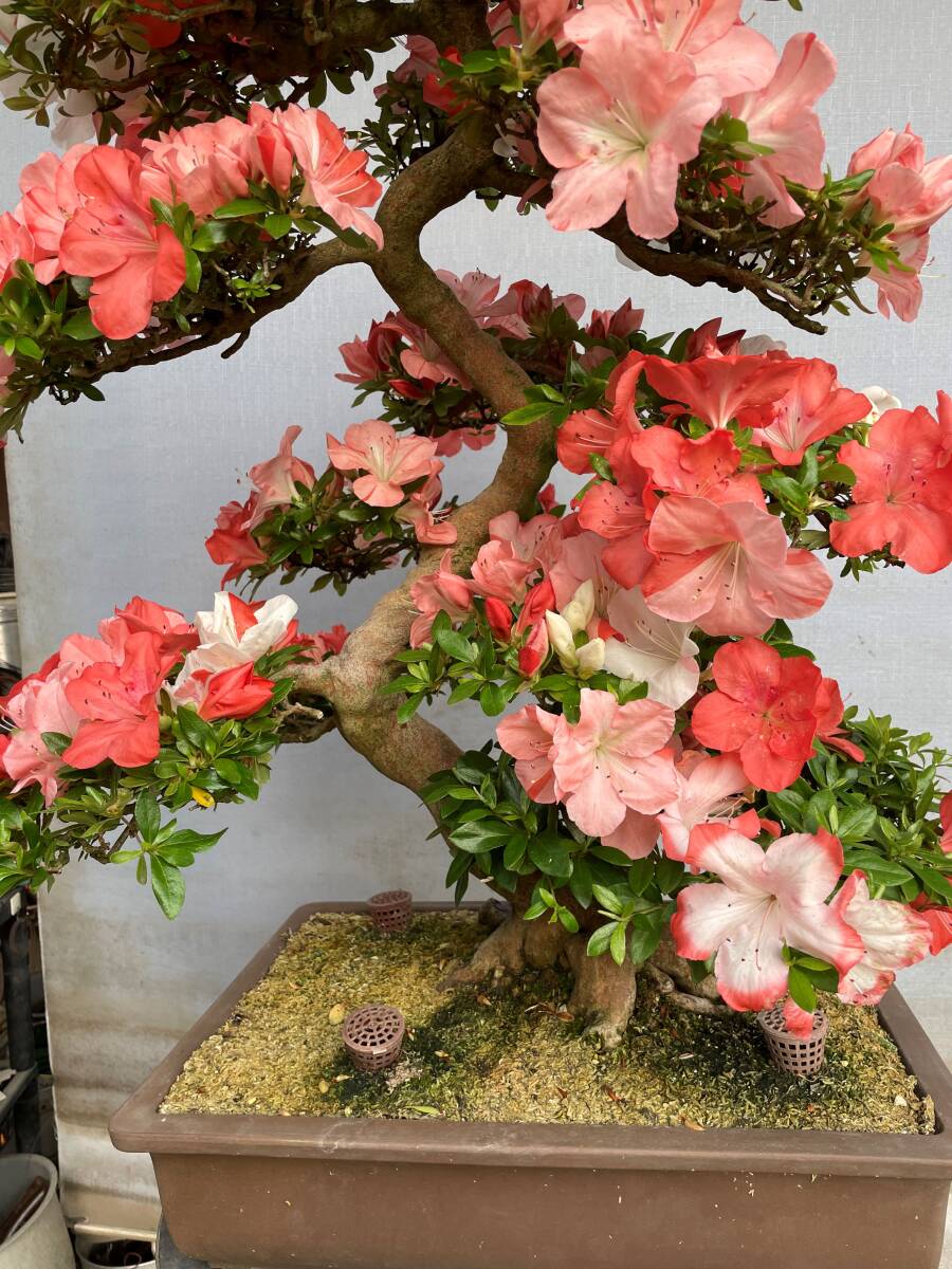 根上がり さつき盆栽 ◇祭の月◇ 鉢 5号