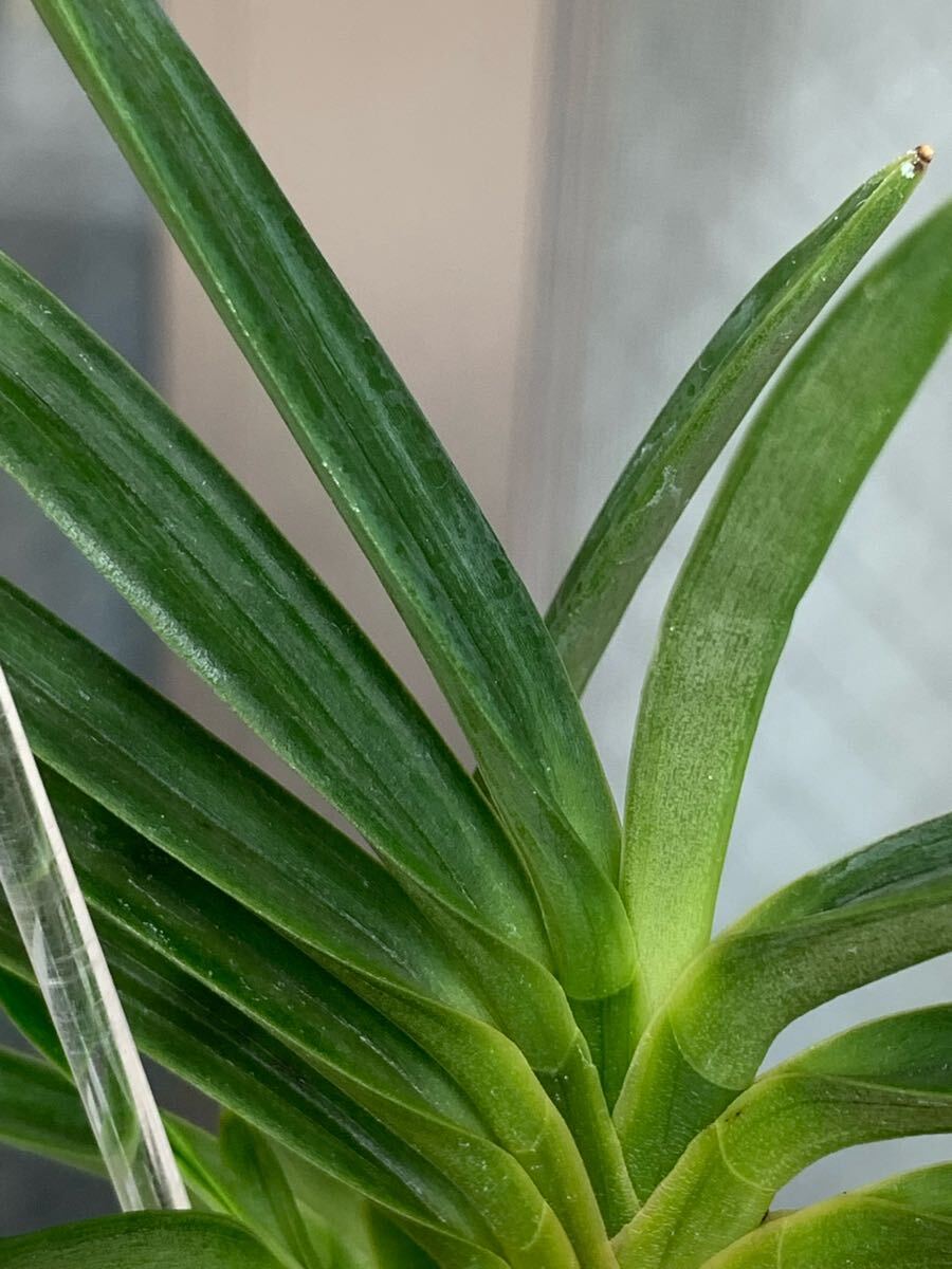 未使用】寒蘭 天草市牛深産 総散斑曙芸 玉渓 上木・最上柄