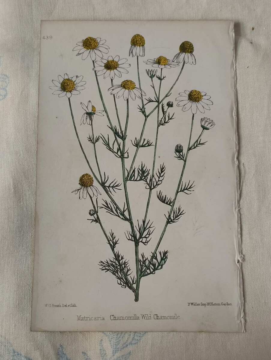 工藤静香 「カモミール」250枚限定 油彩 絵画 保証書付