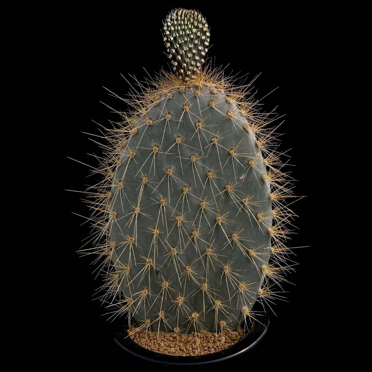 アズレア オプンチア 団扇サボテン 多肉植物 検索(ガラパゴス団扇)の