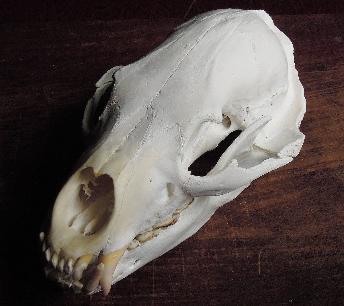 【最大級28センチ】ツキノワグマ　頭骨　頭蓋骨　熊　熊の牙　熊の爪　剥製 最大級28センチ】ツキノワグマ 頭骨 頭蓋骨 熊 熊の牙 熊の爪