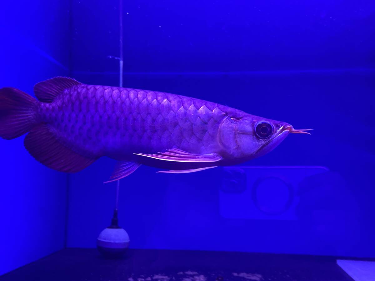 インドネシア産＊＊正規輸入 アロワナ emperorred皇帝 ナチュラル 