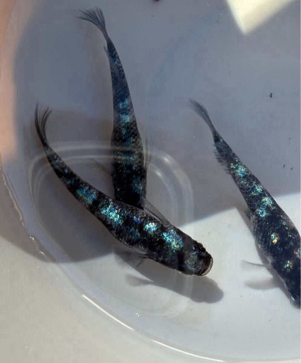 未使用】阿形 成魚 ☆現物出品☆ 1ペア めだか メダカ 発送日