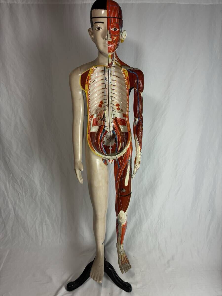 中古】戦前 珍品 古い病院の標本《日本医学標本研究所製 人体寄生虫