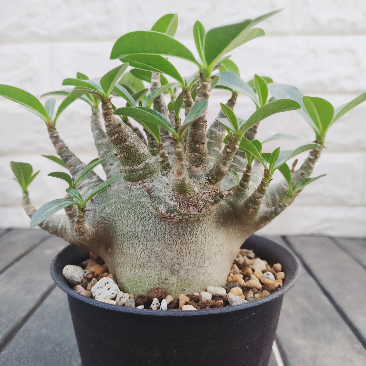 新品】◇アデニウム タイソコトラナム 種子 10粒 砂漠の薔薇 丈夫で