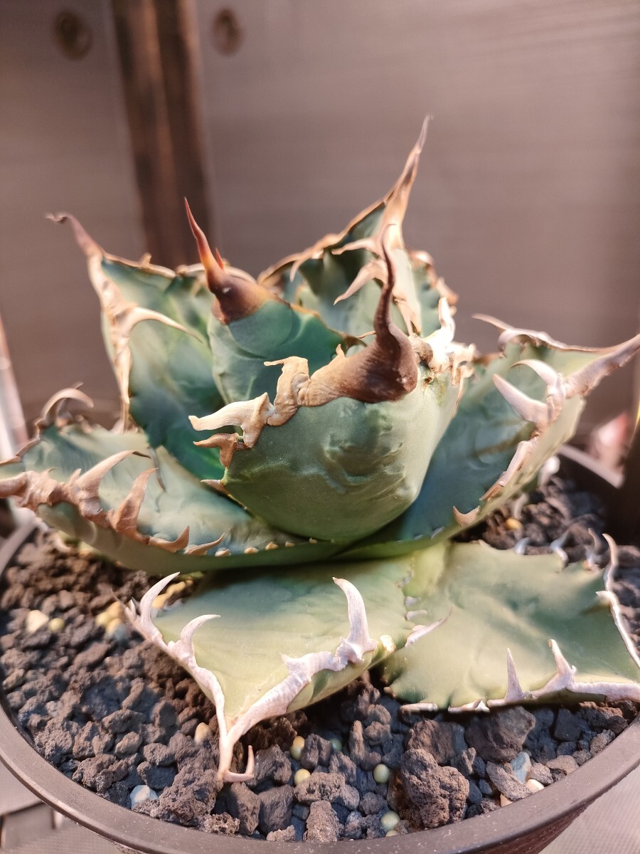 AGAVE TITANOTA FORESTA NERO】アガベ チタノタ 子株 チタノタ アガベ