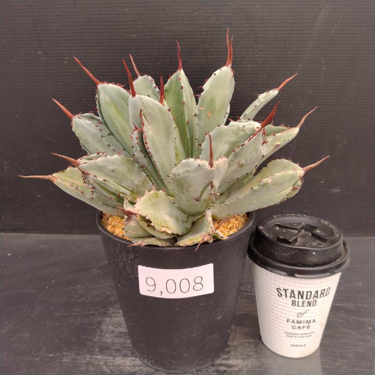 美株】アガベ ポタトラム キュービック Agave potatorum 'Cubic' 多肉
