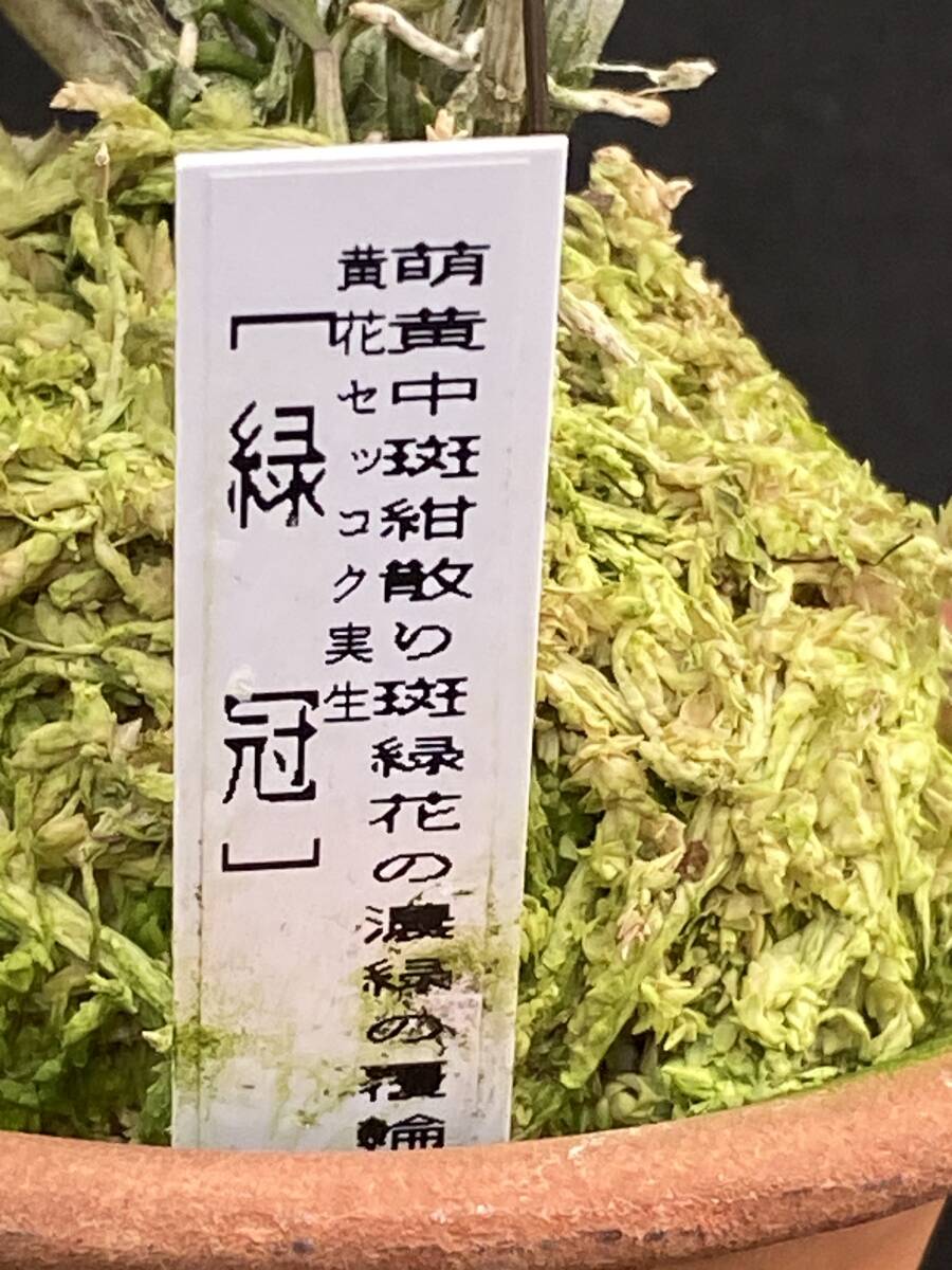 富貴蘭 山野草 セッコク 大名セッコク 名品【丹頂鶴】】】の落札情報
