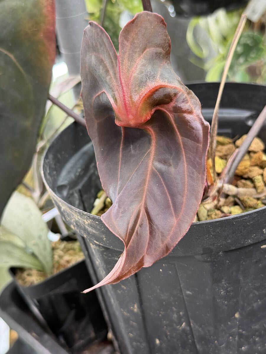 未使用】Anthurium X 'Red spider' アンスリウムレッドスパイダー実生