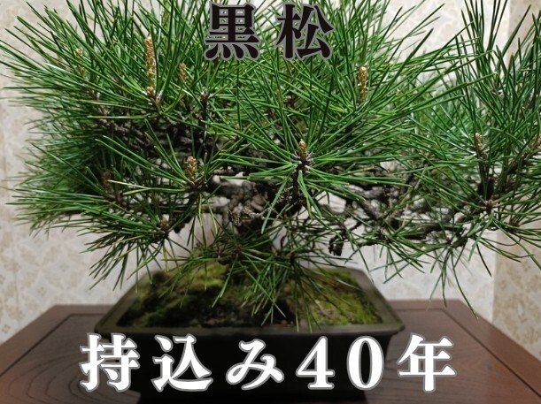 新品】☆三河黒松/直幹中品盆栽☆の落札情報詳細 - Yahoo!オークション