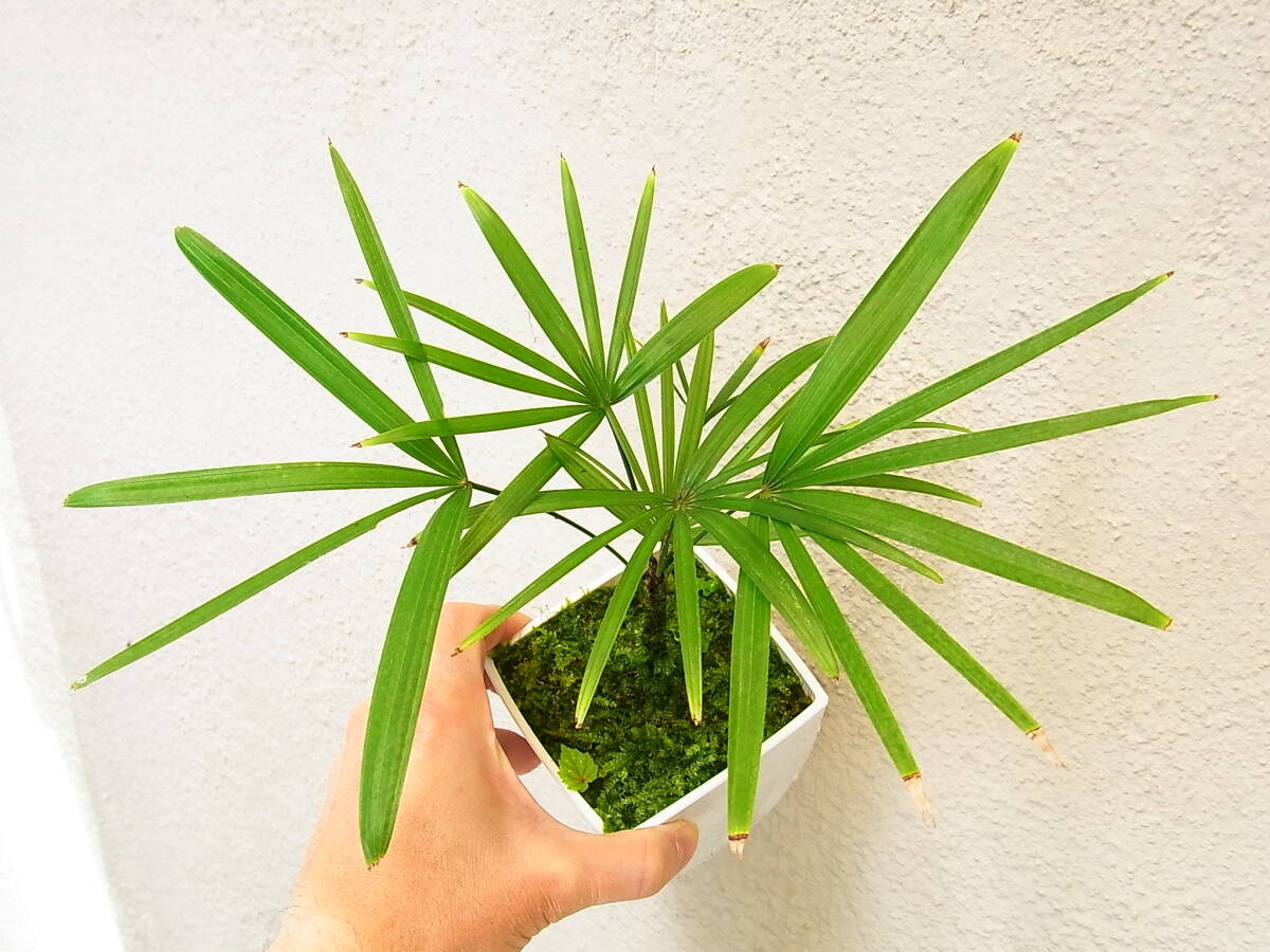 送料無料！ 観葉植物 大型 雲南棕櫚竹 みどり姫 8号鉢 約150