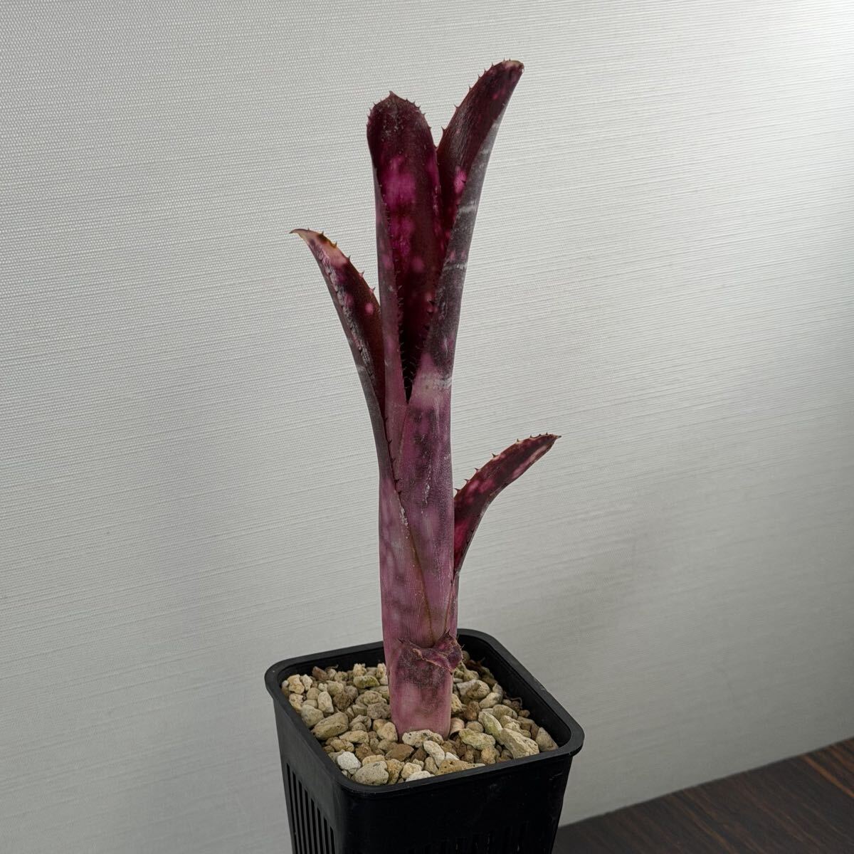 やや傷や汚れあり】ビルベルギア オーレ 子株付き Billbergia 'Ole