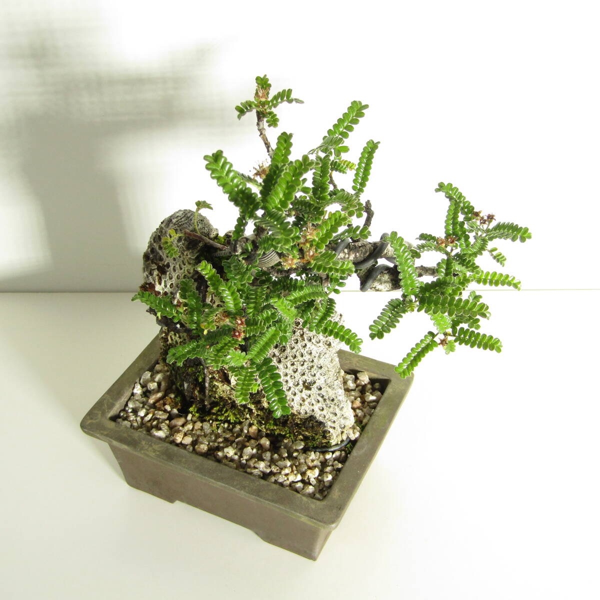 新品】磯山椒 天梅 小品盆栽 耐寒性 サンゴ石がユニーク 鹿児島県奄美 新品】磯山椒 天梅 小品盆栽 耐寒性 サンゴ石がユニーク 鹿児島県奄美
