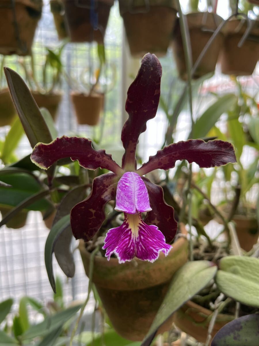 新品】洋蘭☆原種☆カトレア☆C. schilleriana f.semi-alba 'Queen