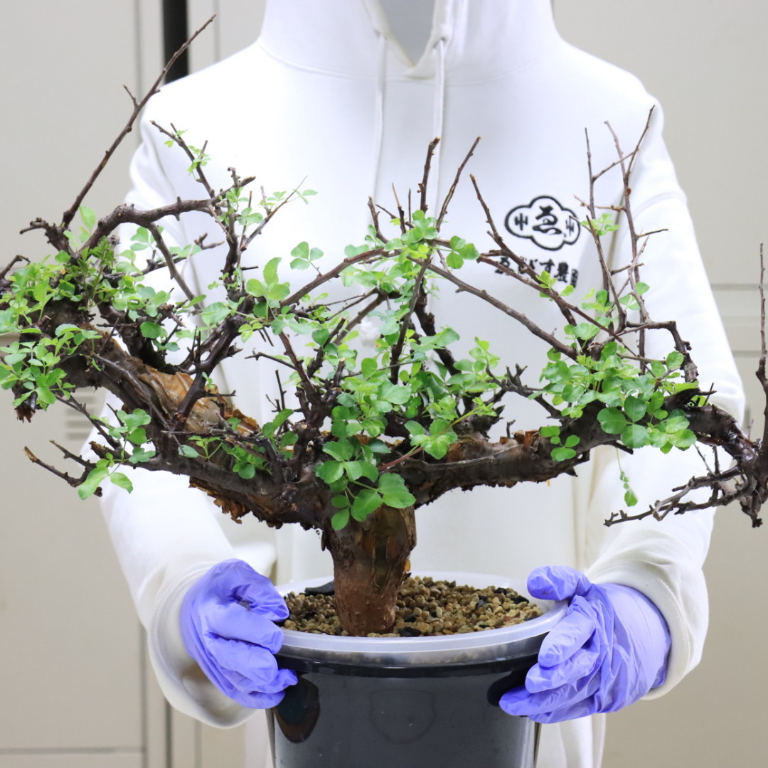 コミフォラ・ロストラータ・リフレクサ Commiphora rostrata Commiphora rostrata var. Reflexa コミフォラ ロストラータ 変種
