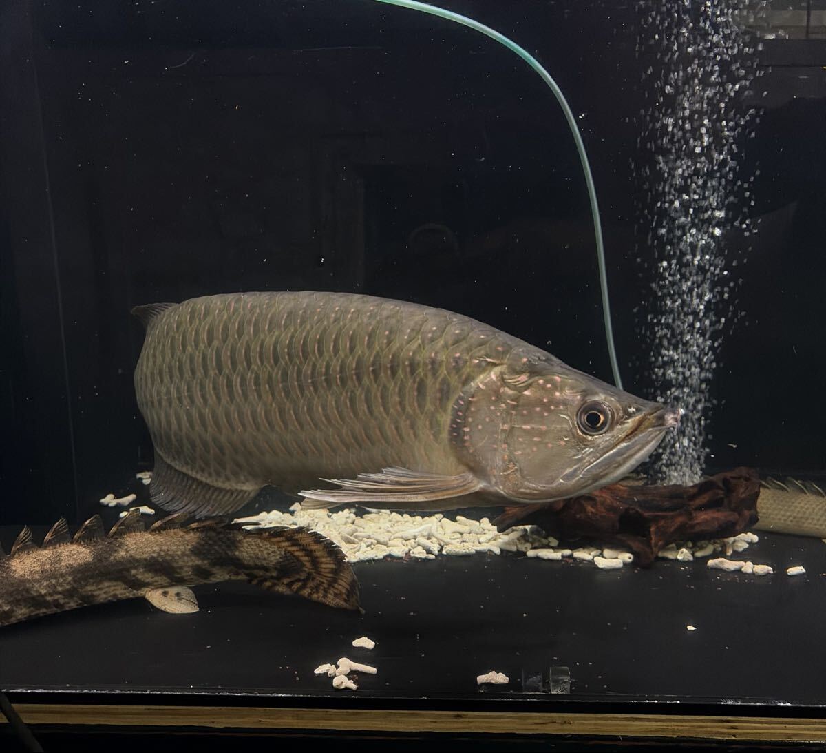 生き物】ノーザンバラムンディ 27～30cm位 綺麗の落札情報詳細 - Yahoo 