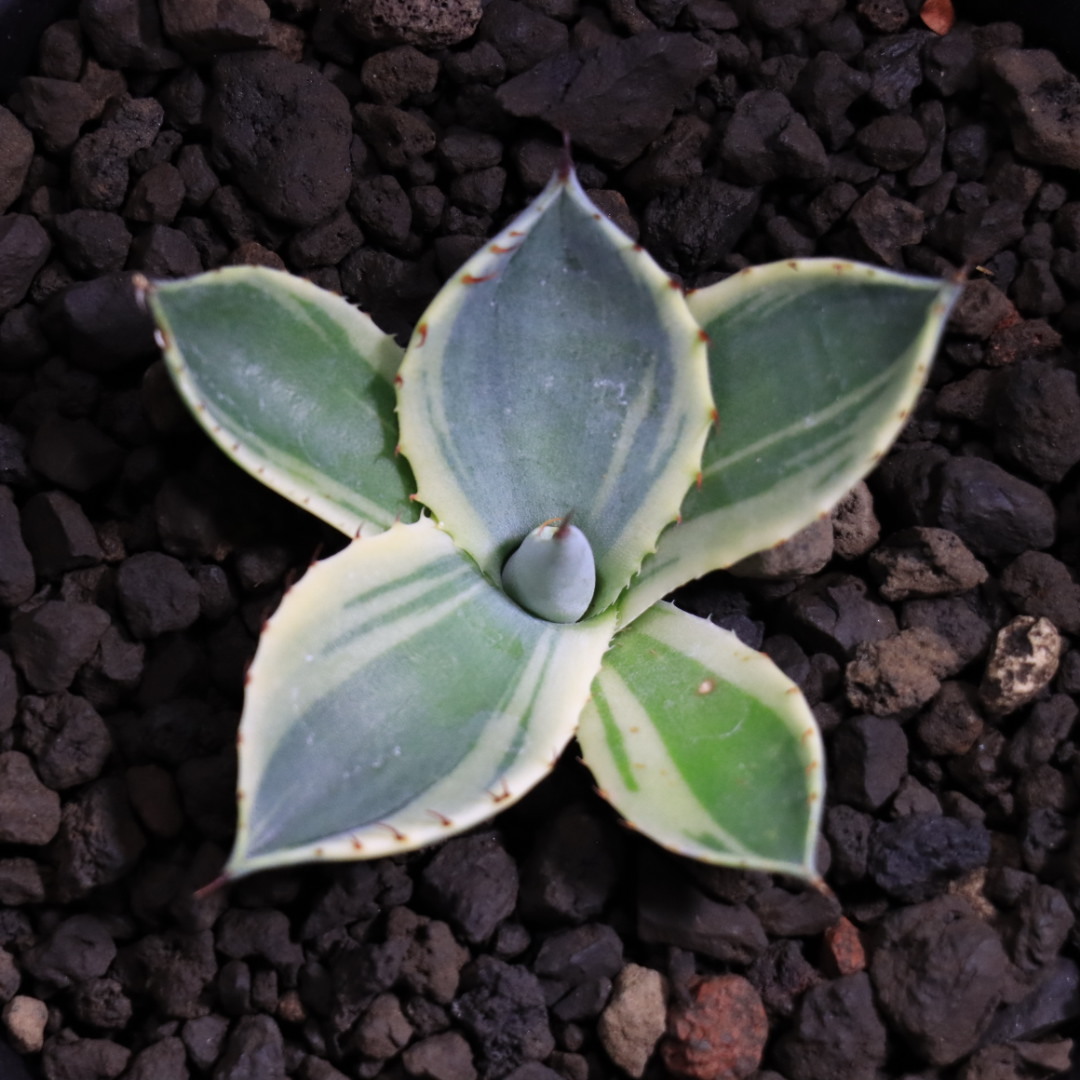 新品】アガベ パリー オリザバ Agave parryi var. truncata Orizaba