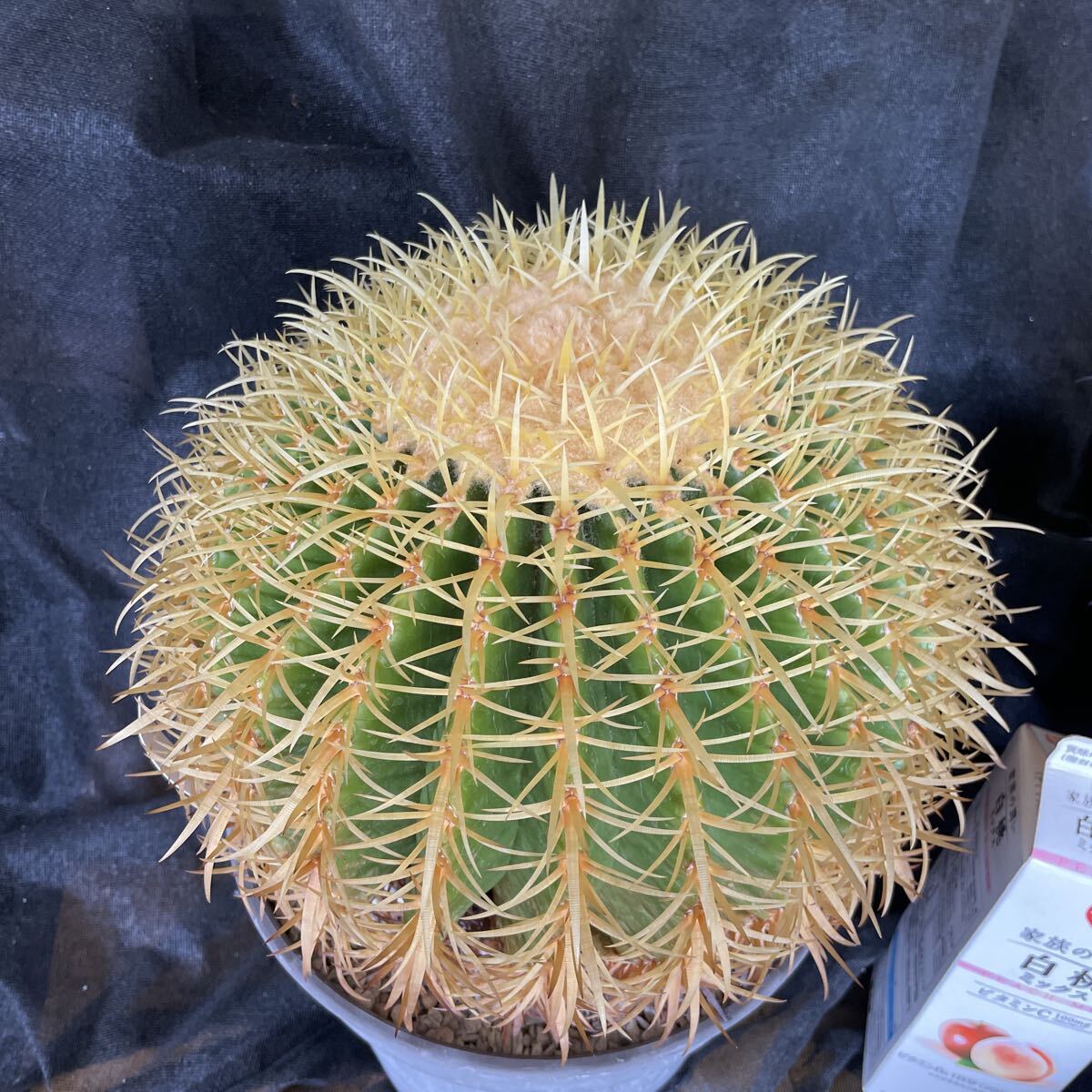 1円～！ 太平丸 雷帝 直径約16.5cm サボテン 多肉植物 エキノカクタス