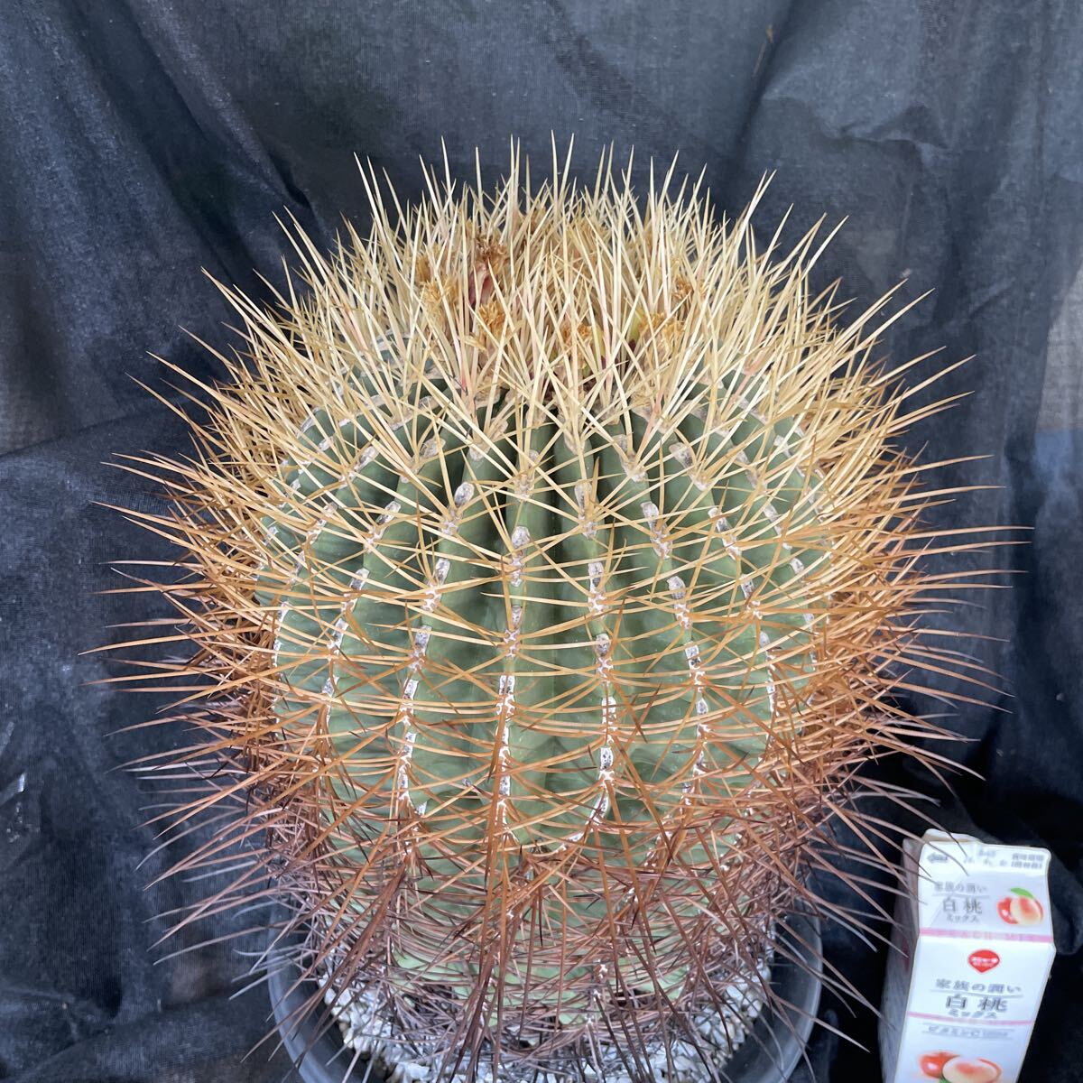 中古】サボテン・多肉植物（サボタニ）10-1 フェロカクタス 文鳥丸