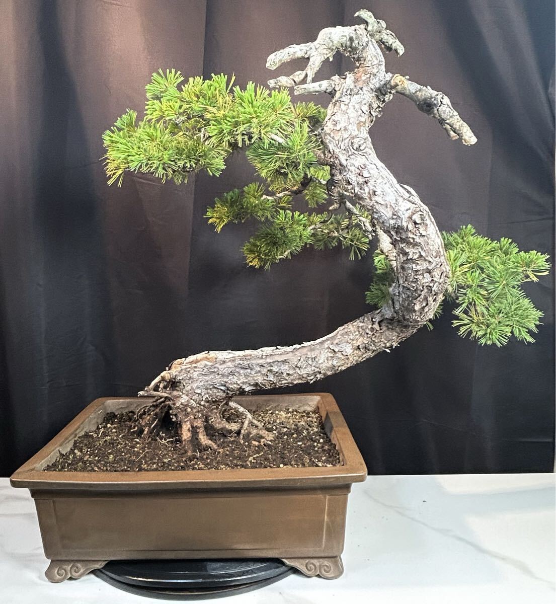 新品】「杜松盆栽」山採りジンシャリ幹・文人木(A51)の落札情報詳細