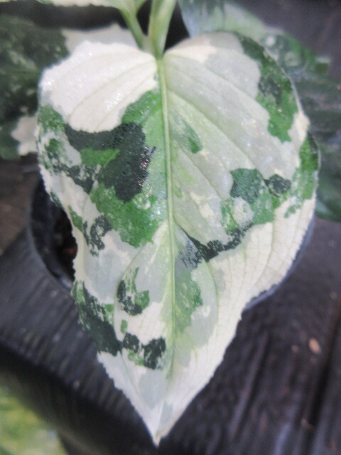 新品】【LA便ネームド】◇Aglaonema pictum A “雷切”【LA0914-3ss
