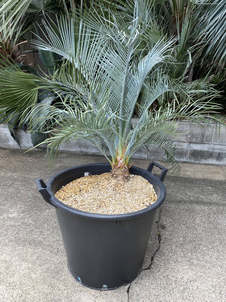 GOOD】（◎＿◎；）☆Macrozamia macdonnellii☆マクロザミア