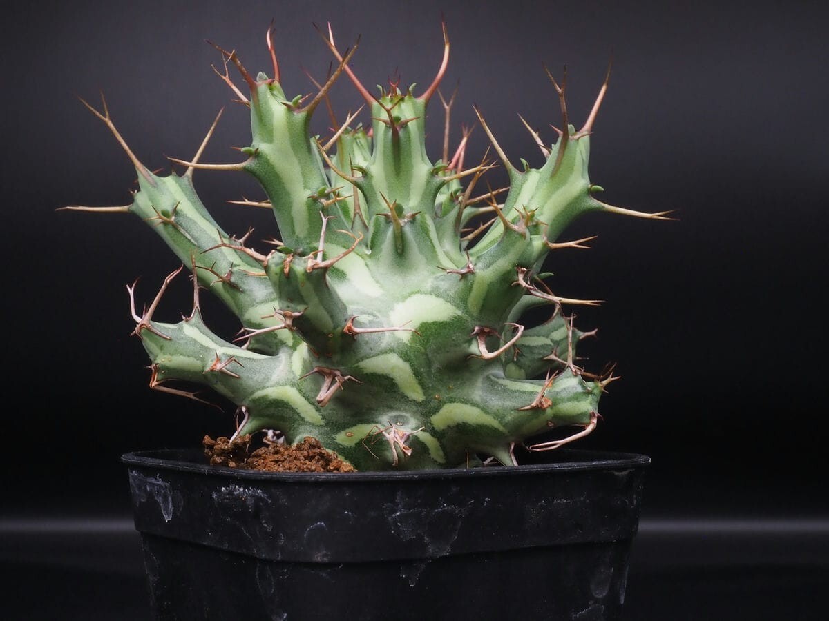 新品】【多肉植物】ユーフォルビア シザカンサ 【接ぎ木・発根株