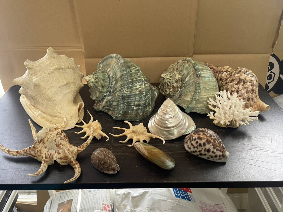 トウカムリガイの貝殻・インドネシア産・お土産・唐冠貝・千年貝・巻貝