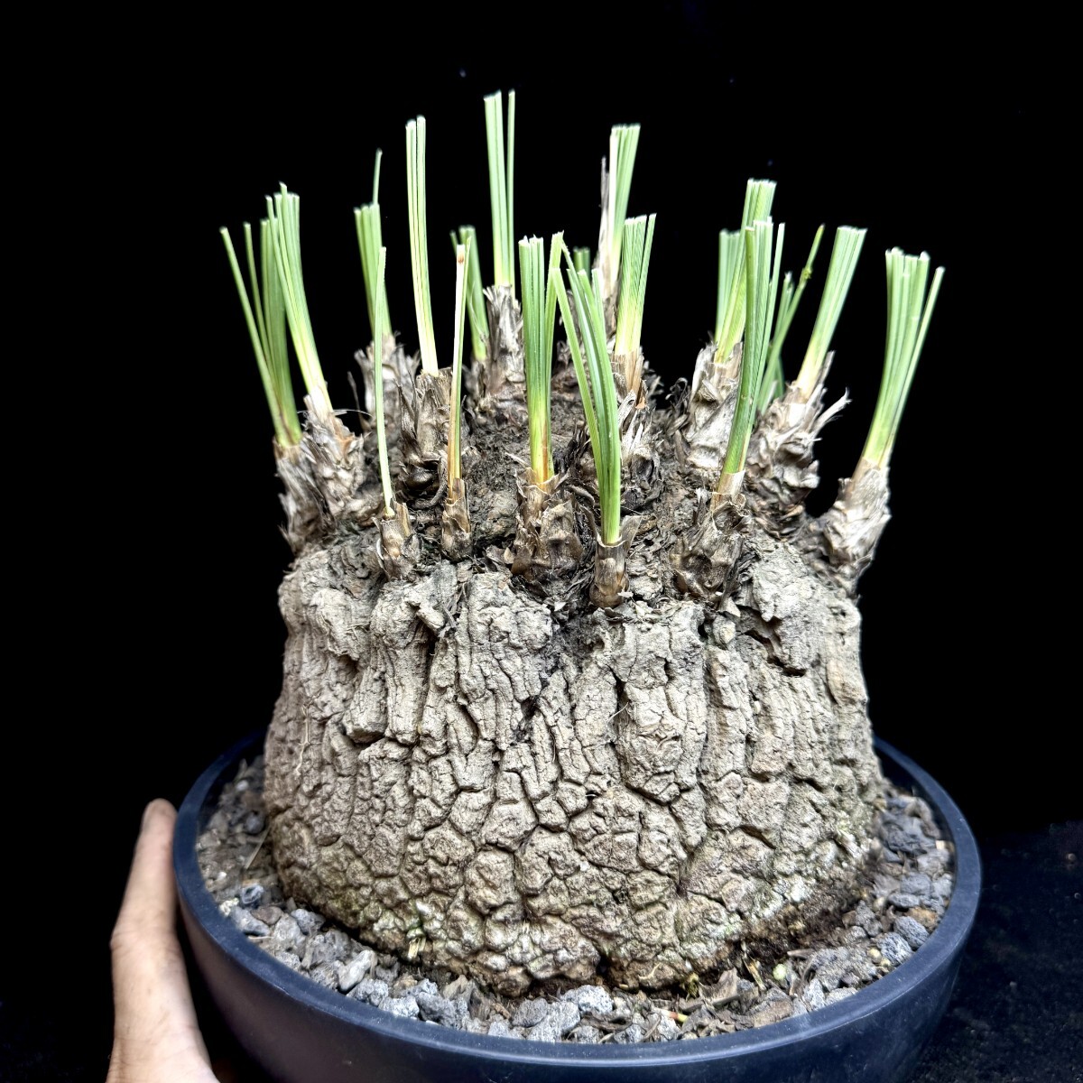 大株 発根済み カリバナス フーケリー 塊根植物 コーデックス 観葉植物 中古】Calibanus hookeri カリバナス フーケリー コーデックス 塊根