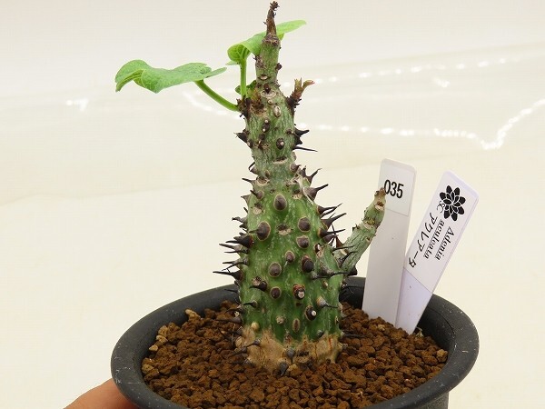 新品】Adenia aculeata アデニア・アクレアータ ケニア産 現地株 発根